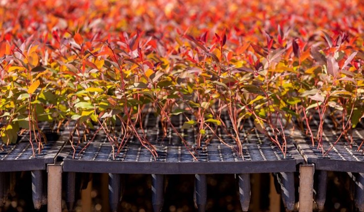 Das florestas de eucalipto ao produto final: conheça a grandiosidade da produção de painéis de madeira